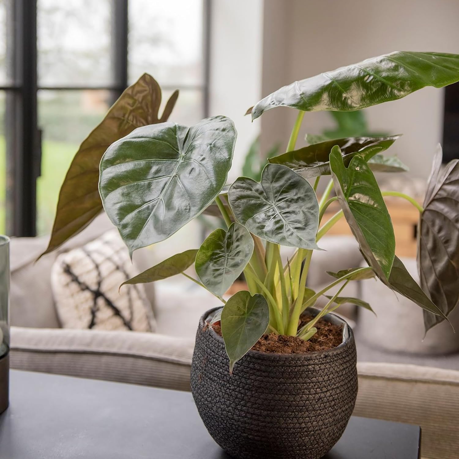 Happy Plants Alocasia Elefantenohr Pflanze I 70 cm x 19 cm, exotische  Zimmerpflanze Topfpflanze Tropenpflanze grn, Indoor fr Innenrume, frisch  aus unserer Grtnerei (Rote Bltter) : Amazon.de: Garten