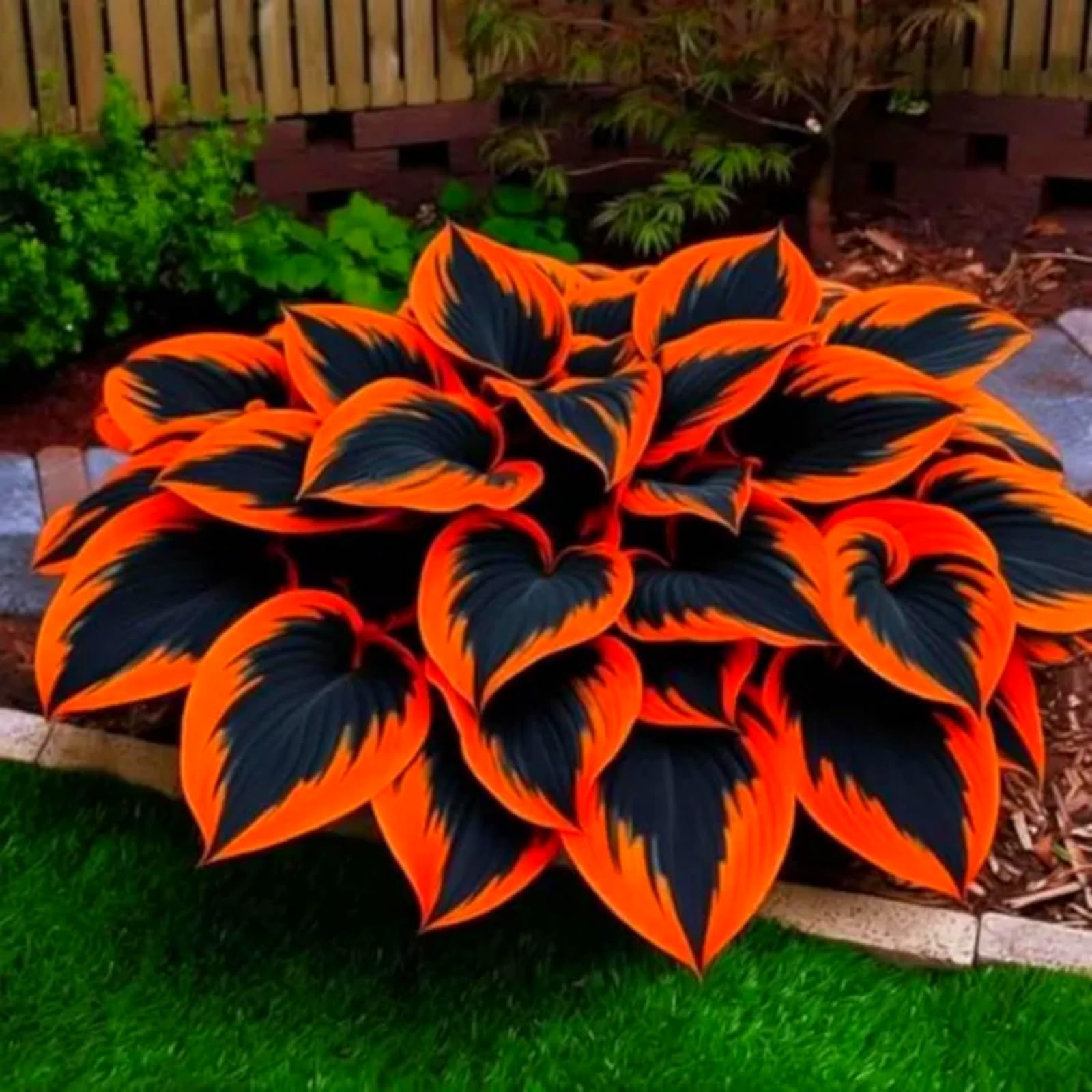 Perennial/Butterfly Flower//Hostas rhizomes/Hosta Bulbs for Planting Now UK/Excellent Display-10Bulbs -j