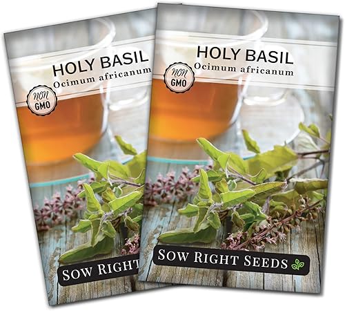 Sow Right Seeds - Semilla de tulsi de albahaca sagrada para plantar - Hierba culinaria para plantar en el jardín de tu casa - Interior o exterior -