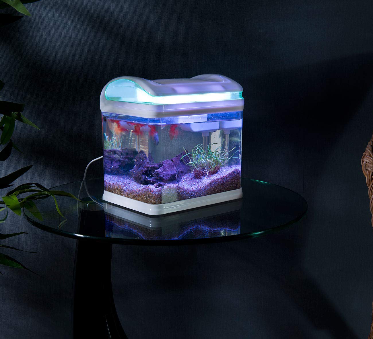 Aquarium: Transport-Fischbecken mit Filter, LED-Beleuchtung und USB, 3,3 Liter (Mini Aquarium, USB, Glas)