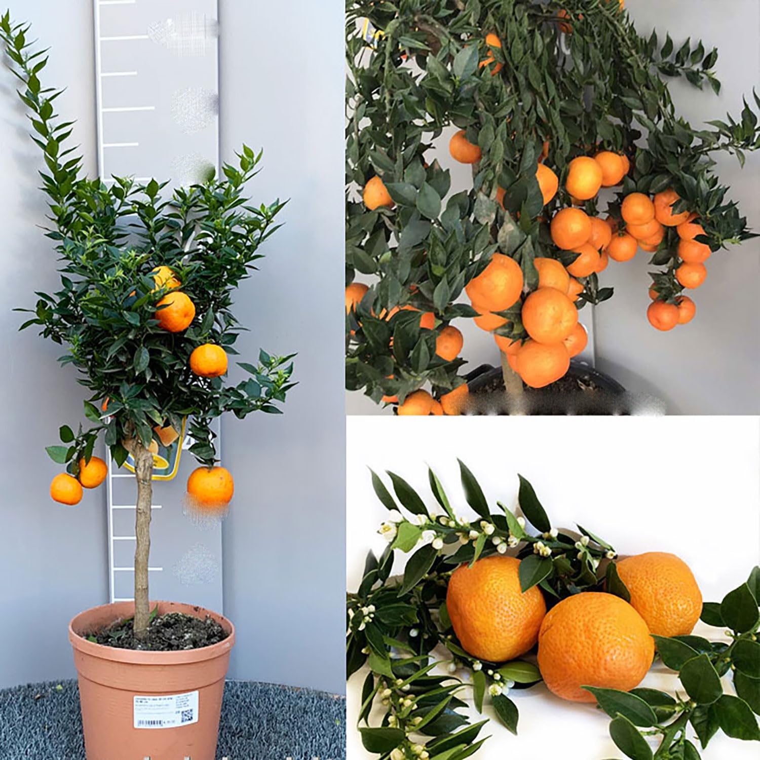 SAVINI VIVAI Pianta di Chinotto Albero di Agrumi Chinotto in Vaso da 20 cm Altezza 70 cm 2-3 Anni di innesto Made Italy