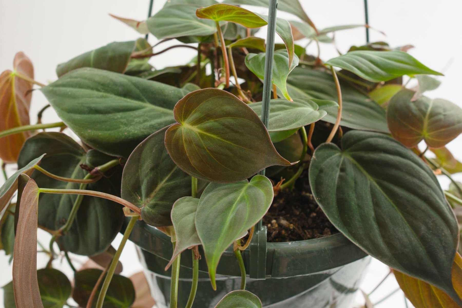 Amazon.com : Philodendron Micans - Live Plant in a 4 Inch Growers Pot -  Philodendron 'Micans' - Florist Quality Indoor Air Purifying Houseplant  from Florida : Patio, Lawn & Garden