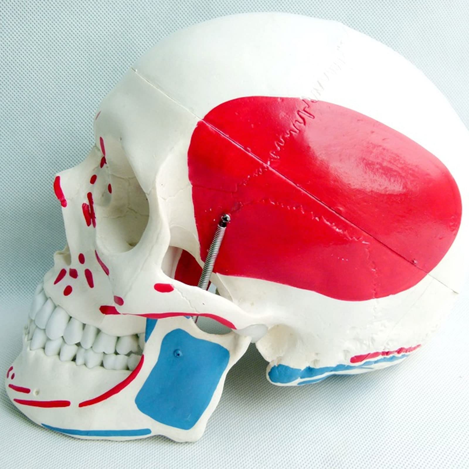 Model Czaszki W Rozmiarze Rzeczywistym, Szkielet Człowieka, Model Anatomiczny Z Wyjmowanym Materiałem Do Nauki