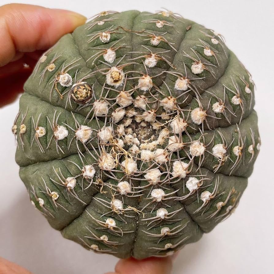 Amazon.co.jp: サイズ約 7cm!多肉植物 サボテン ギムノカリキウムラゴ Amazon.co.jp: サイズ約 7cm!多肉植物 サボテン ギムノカリキウムラゴ