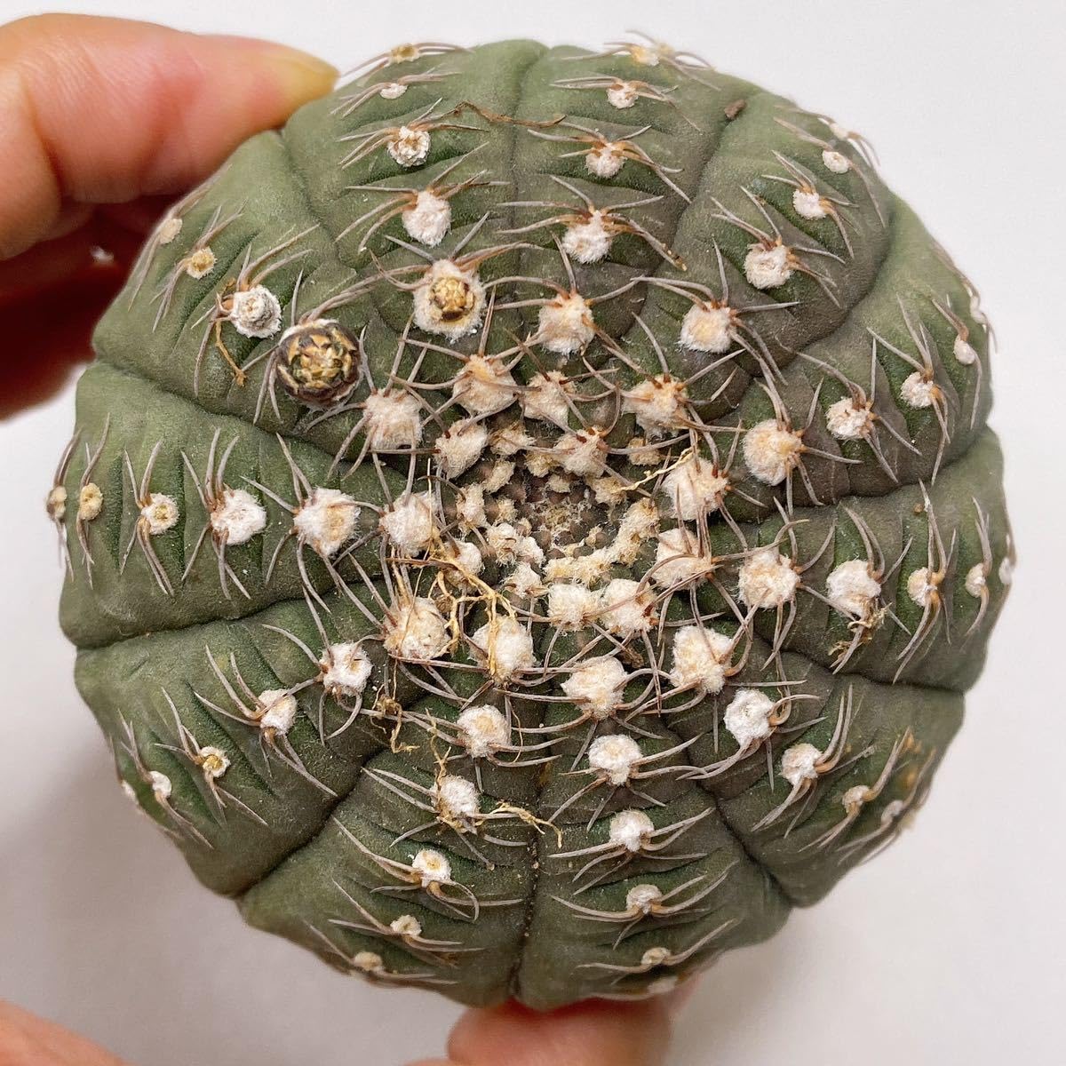 Amazon.co.jp: サイズ約 7cm！多肉植物 サボテン ギムノカリキウムラゴ