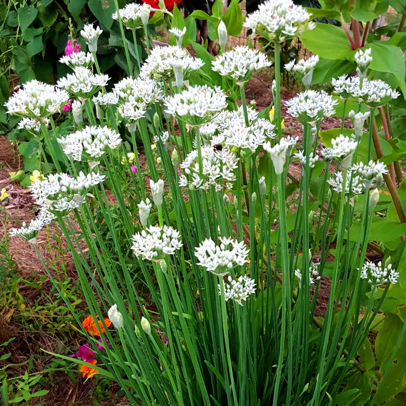 Garlic Chives 150 Seeds + Freebie + Plant tag Allium Tuberosum Herb, Green