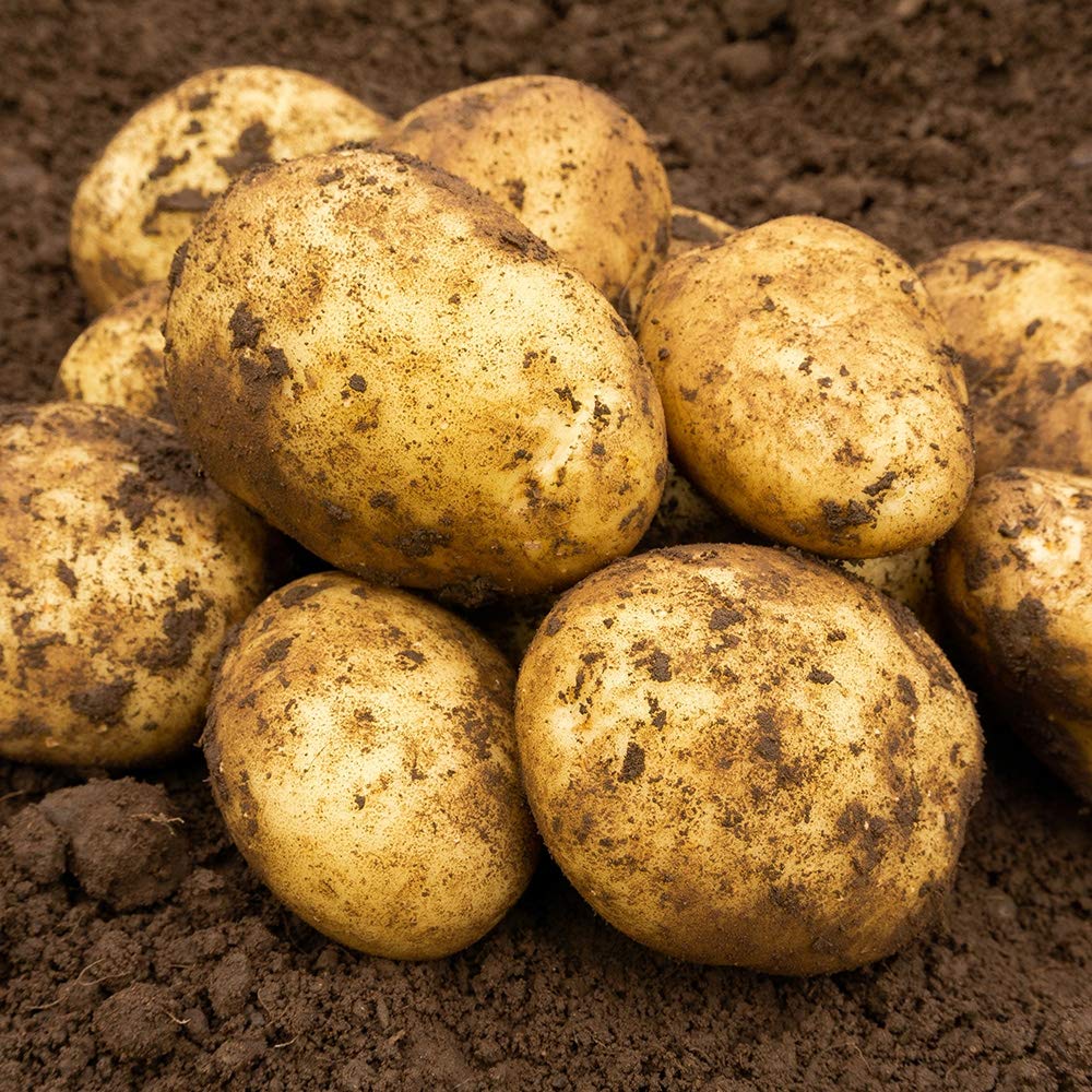 Jamieson Brothers 10 Tuber Maris Piper Seed Potatoes JBA Maincrop Grow Your Own Spuds for