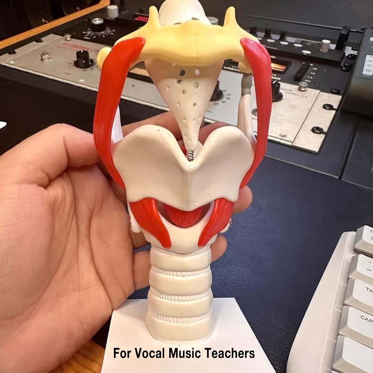 KDJFS Anatomical Larynx Model with Movable Cartilage – Vocal Cord & Throat Structure Teaching Tool for Voice Training, Science Education, and Anatomy Demonstration