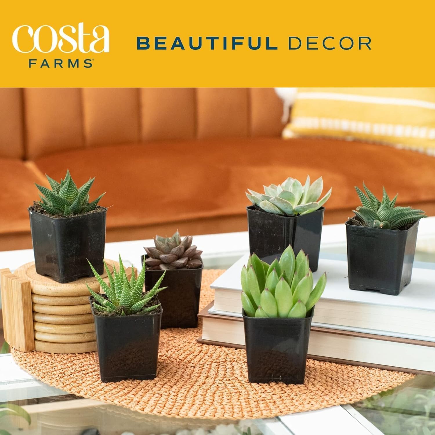 Amazon.com : Costa Farms Succulents (10 Pack), Live 2.5 Inch Succulent  Plants, Grower's Choice Houseplants, Potted in Nursery Plant Pots, Potting  Soil, Gift for Bulk Baby Shower, Bridal Shower, DIY Room Dcor :
