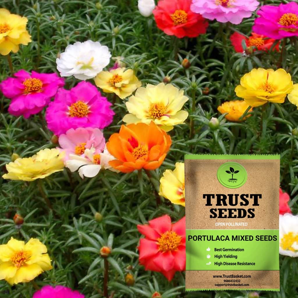 TrustBasket Open Pollinated Portulaca Mixed Seeds (B072LLQL9V) Amazon Price History, Amazon Price Tracker