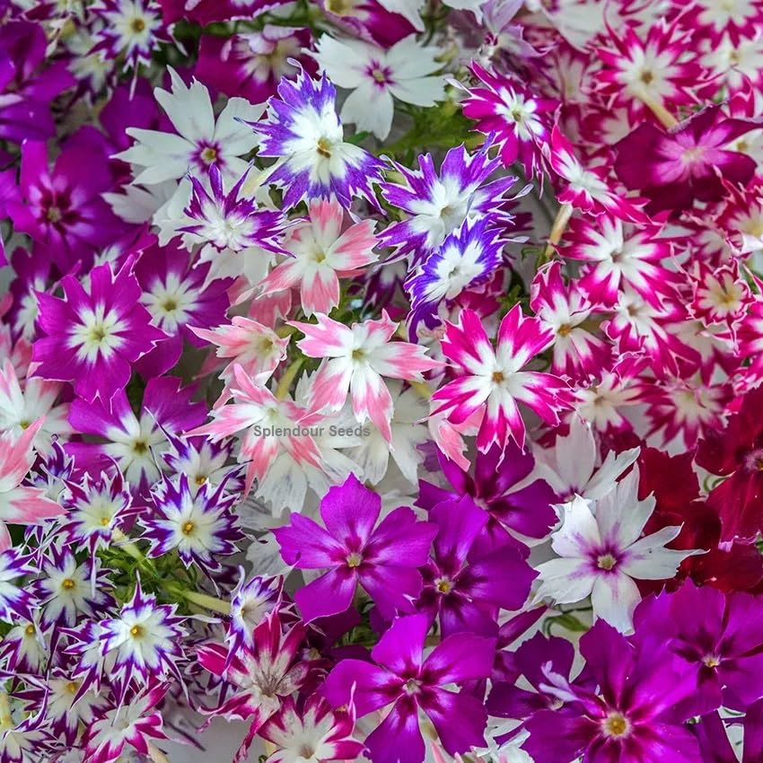 Splendour Seeds Phlox twinkle star mix flower seeds(100 Seeds) (B071W3Z7TB) Amazon Price History, Amazon Price Tracker