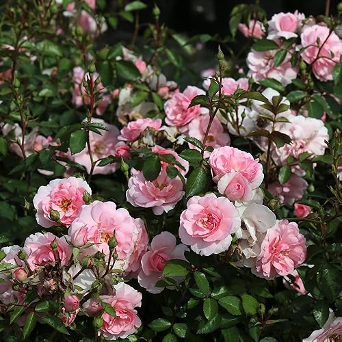 Miniatura 4 de Heirloom Roses Planta de rosas - Bonica® Rosa Rosado, planta viva de paisaje para plantar al aire libre