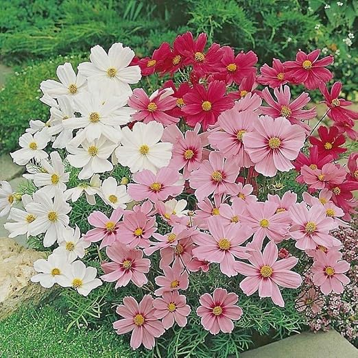 Amazon Co Jp ドワーフコスモスは 土壌について好き嫌いではなく 干ばつ成熟寛容です あなたが咲くの減少に気づいた場合は 12 までの種をカットし 彼らが戻って成長し 再び咲き始めます あなたが過ごした花を咲かせるを削除しない場合はコスモスが容易に自分自身