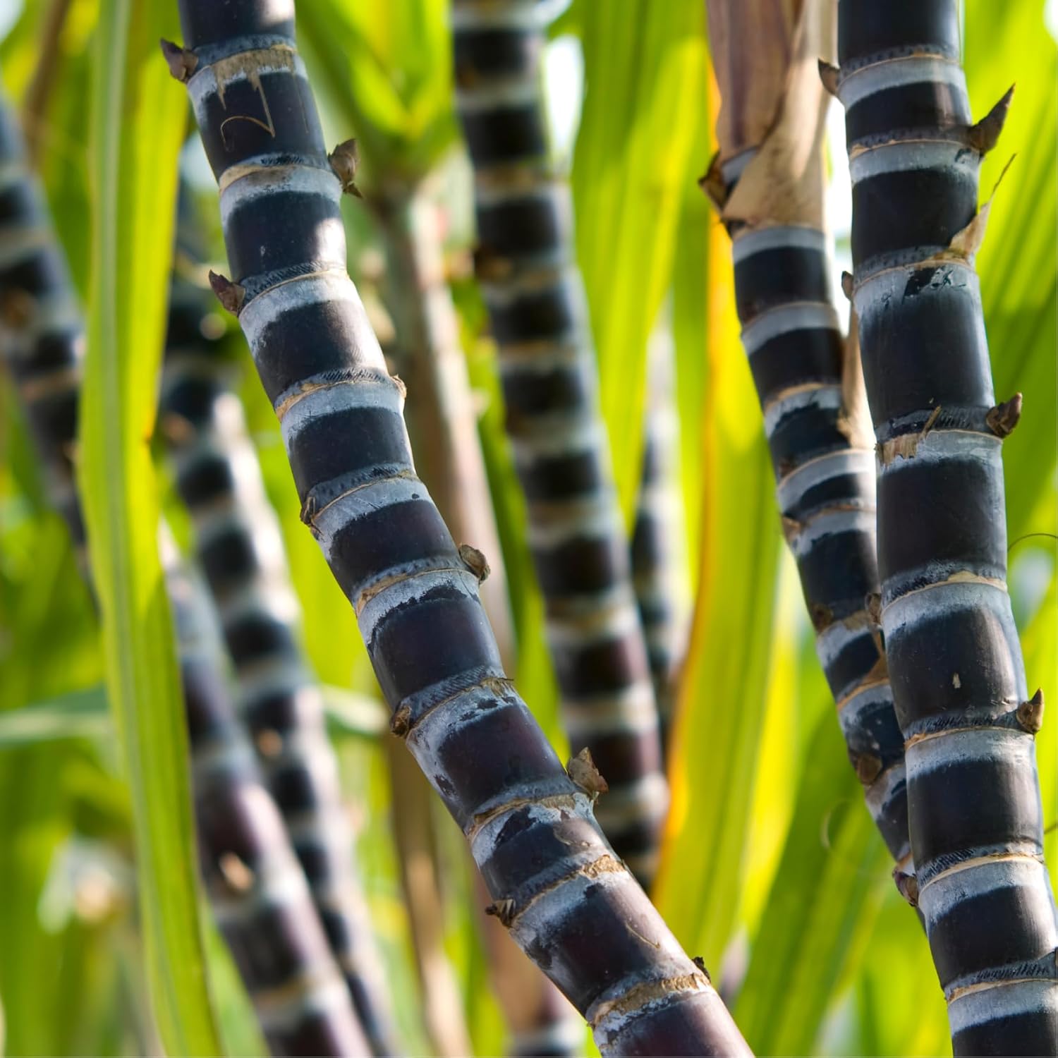 40 Cuttings Sugar Cane Plants Live, Ready for Spring Planting, Can Sugar Plant Fast Growing, 2 to 3 Nodes, Ideal for Growing Sweet, Fresh Sugar Cane (Purple)
