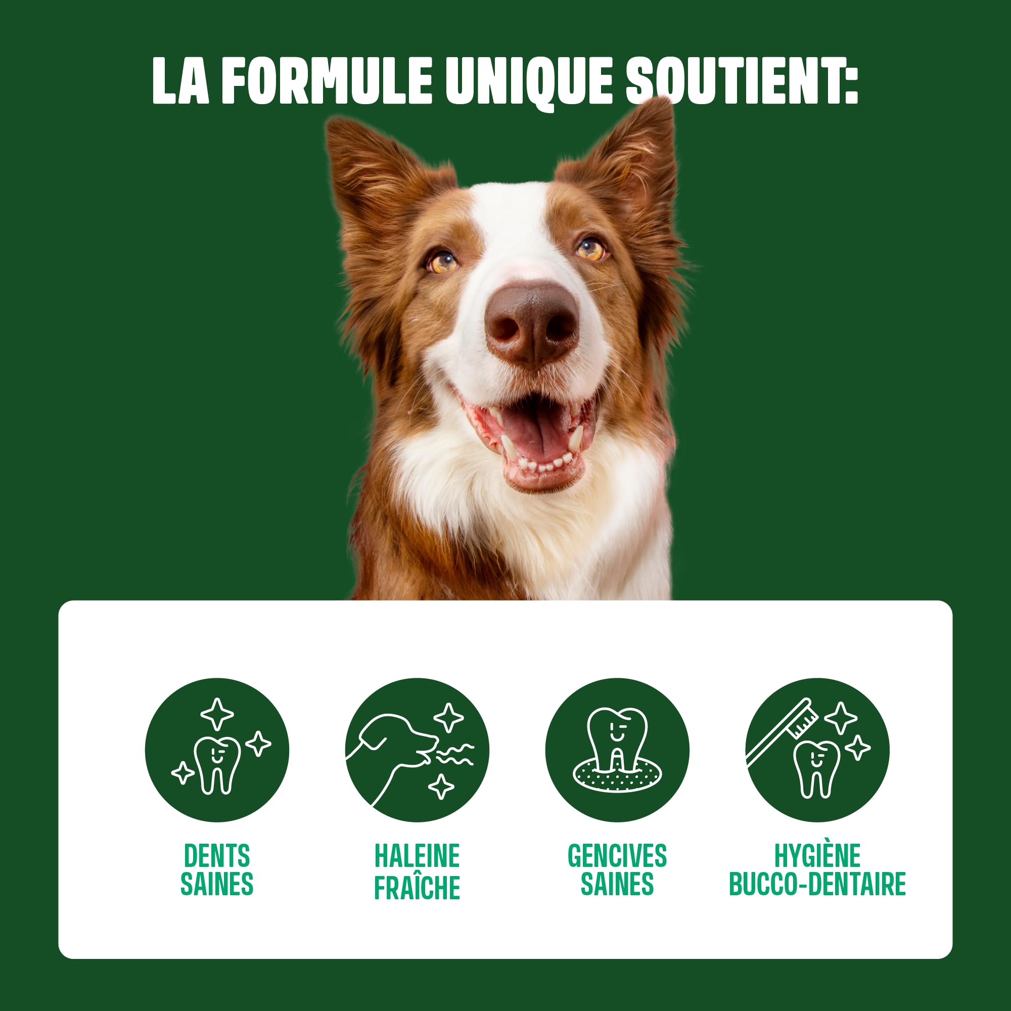 ivvi Snacks d'Hygiène Dentaire pour Chiens, 60 Snacks avec Poulet | Avec Menthe, Persil, Fenouil, Camomille, Huile de Coco, Algues Brunes, Favorise Dents Saines, Haleine Fraîche, Anti Tartre