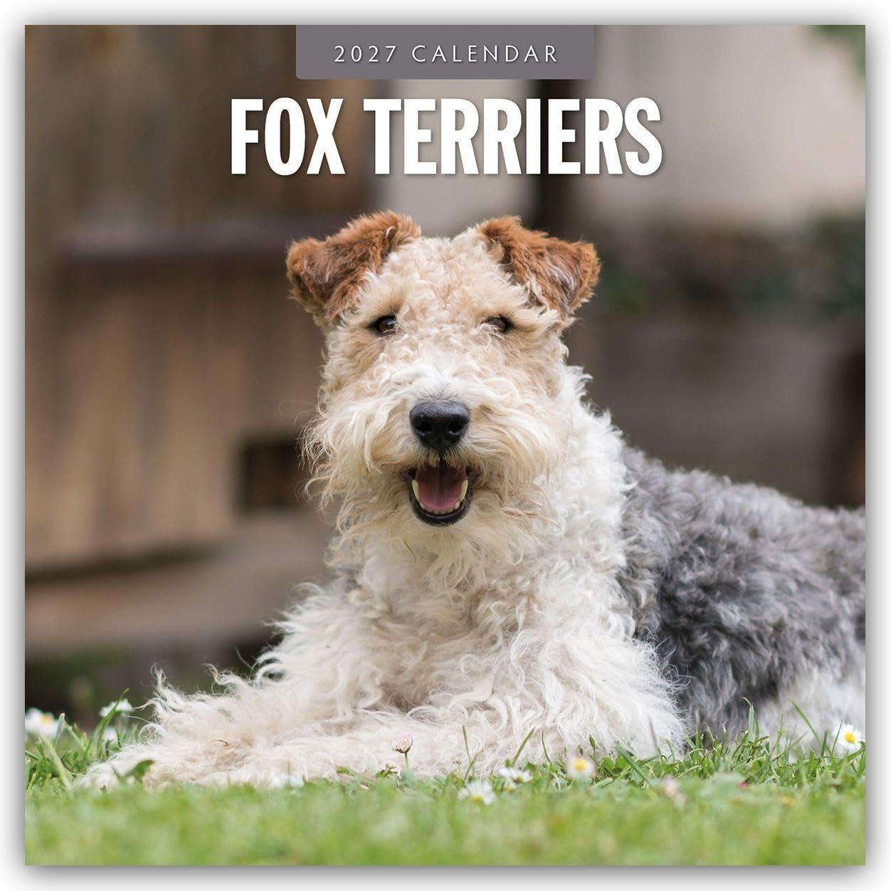 Fox Terriers 2027 Square Wall Calendar: Original Red Robin Publishing Ltd-Kalender [Mehrsprachig] [Kalender]