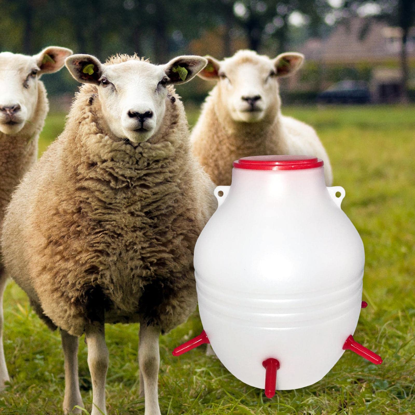 Comedero para Corderos con Cubo, Biberón Y Accesorios de Gran Capacidad de 6-8 Litros para La Alimentación.