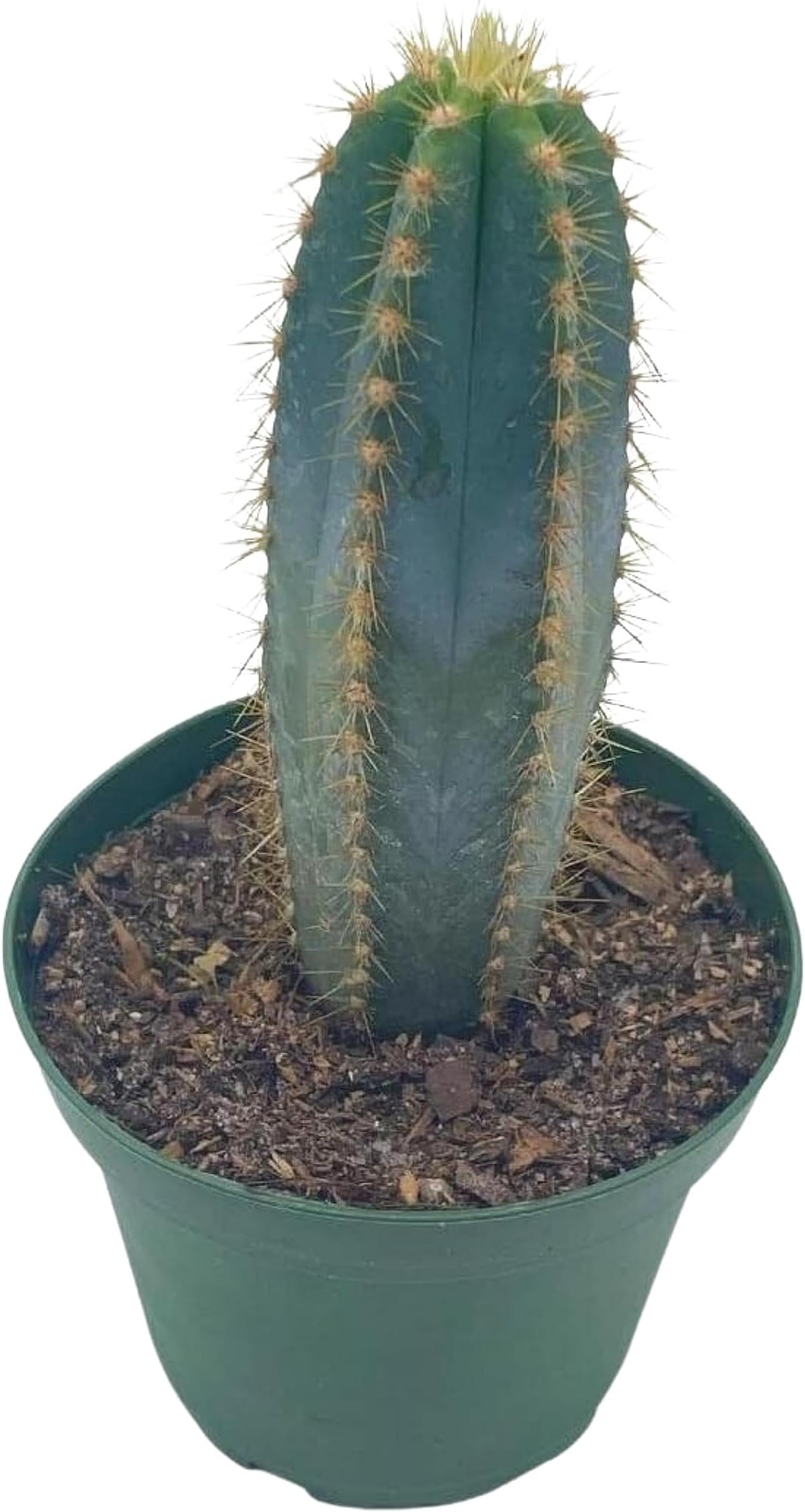 BubbleBlooms Blue Columnar Cactus, Pilosocereus pachycladus Cacti, Column Blue Torch, in a 4 inch Pot