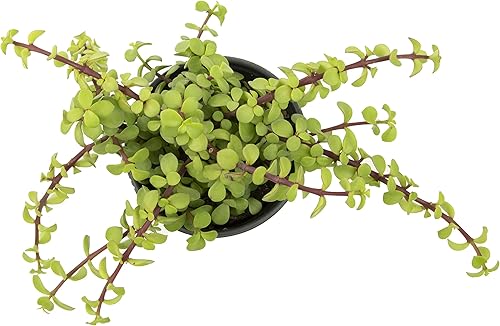 Miniatura 13 de Portulacaria Afra de 1 cuarto de galón, 4 unidades, plantas suculentas vivas, plantas de interior, plantas de interior Bonsái vivas, plantas de jade
