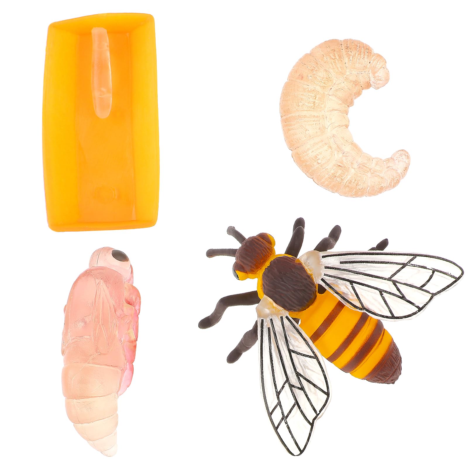 Cobee Insect Figurines Life Cycle of Bee Growth Model, 4 Pcs Preschool Learning Teaching Insect Growth Cycle Model Toy Realistic Animal Figures Insect Education Growth Stage Model Props