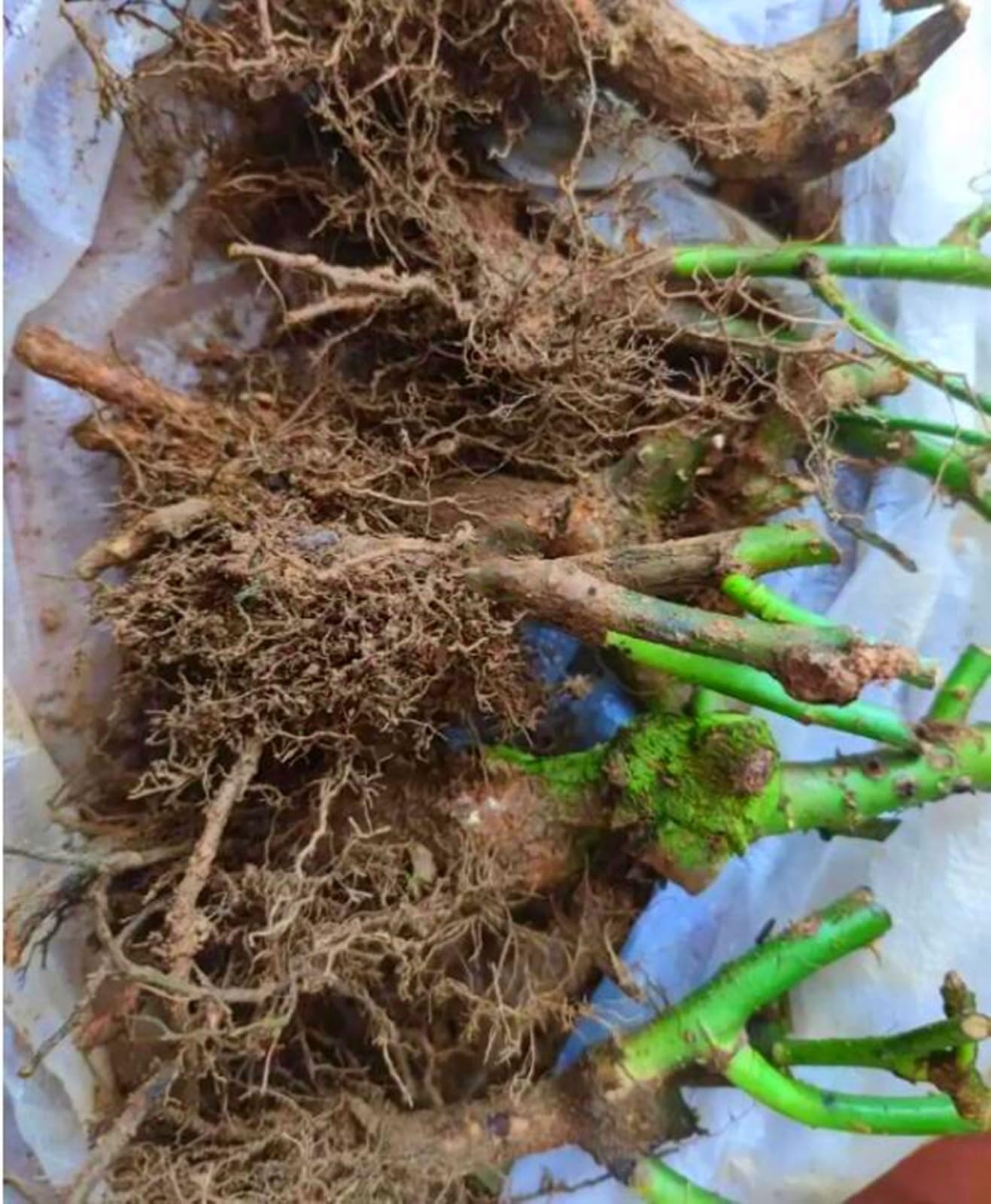 Riesenp Rosenpflanzen, Rosenrhizom In GroßPackungen, Rosa, Fachgerecht Gepflanzt, GartenverschöNerung-4 Rhizom-B