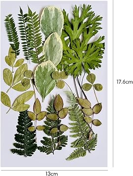 Real Dried Pressed Leaves, 21PCS Natural Dried Leaf, 7 Styles