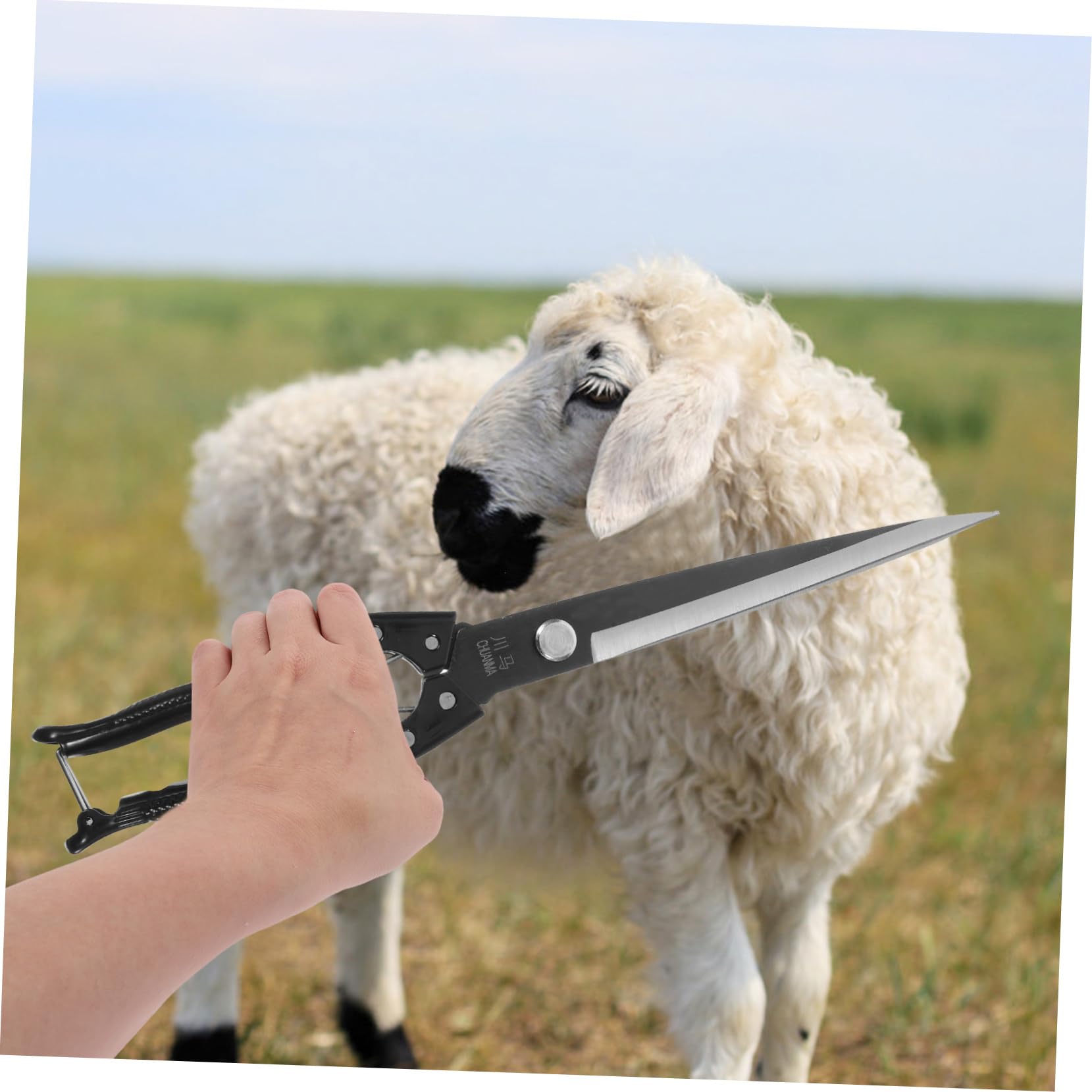 TOYANDONA 1 Set per Tosatura Animali Carbonio Strumento Manuale per Tosare e Bestiame per Operazioni Agricole e Toelettatura Professionale