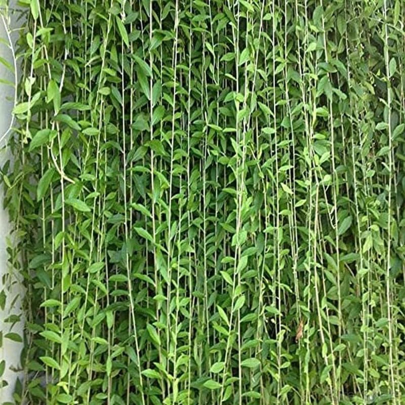 EverSneh Real Live Parda Bel Curtain Creeper Vernonia Best Attractive Evergreen Climber Plant Must Have Plant (B0C979261W) Amazon Price History, Amazon Price Tracker