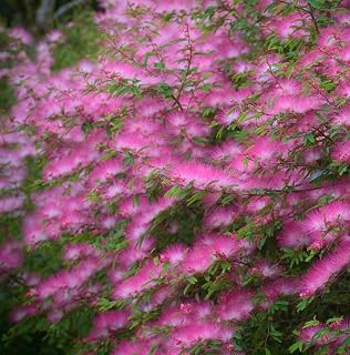 Silk Tree Pink Plants Seeds 10+ Organic Albizia Julibrissin Shrub Fresh Premium Flower Seeds for Planting Garden Yard Outdoor