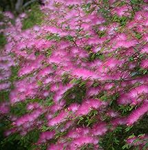 Seidenbaum Pink Plant Seeds 10+ Organic Albizia Julibrissin Shrub Fresh Premium Flower Seeds for Planting Garden Yard Outdoor