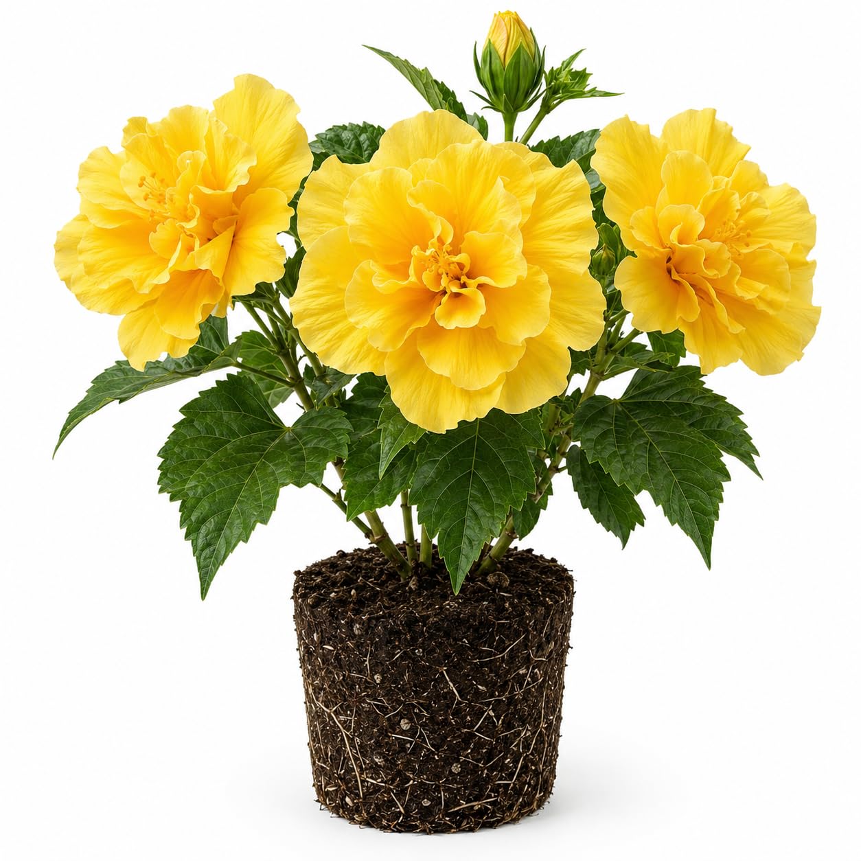 Double Yellow Hibiscus