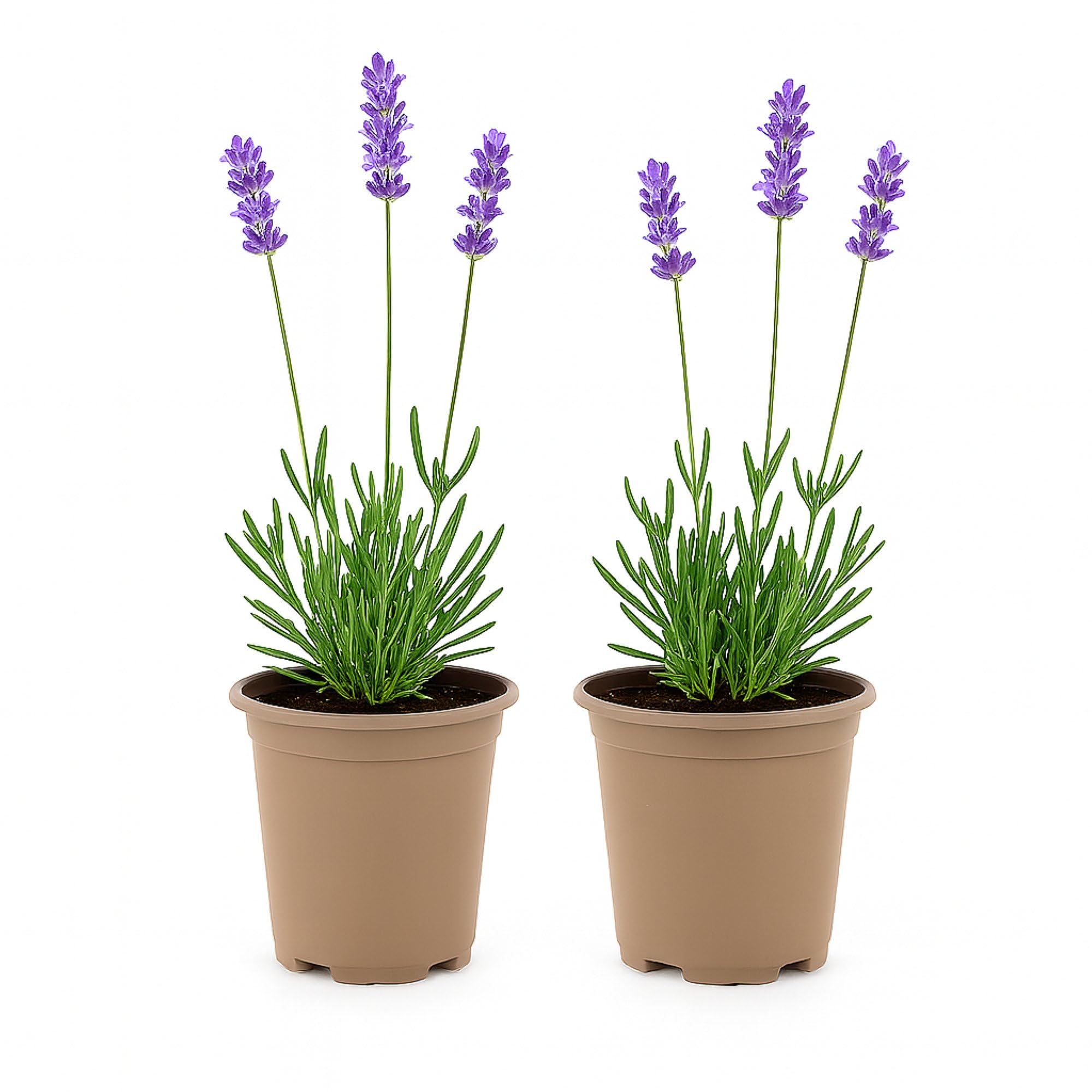 Easy to Grow English Lavender Munstead