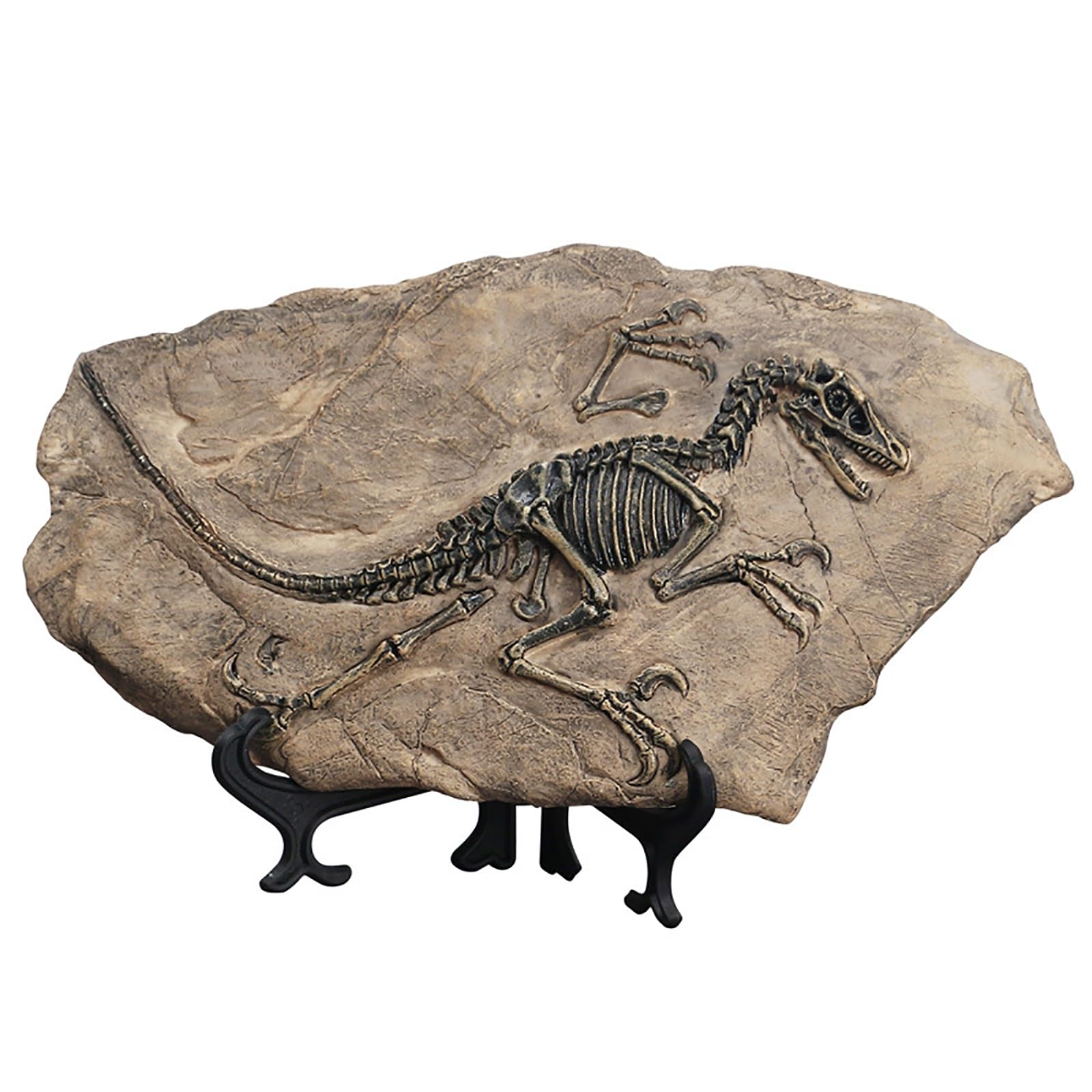 Fossile de dinosaure ornement mural vintage pour salon et bureau de style