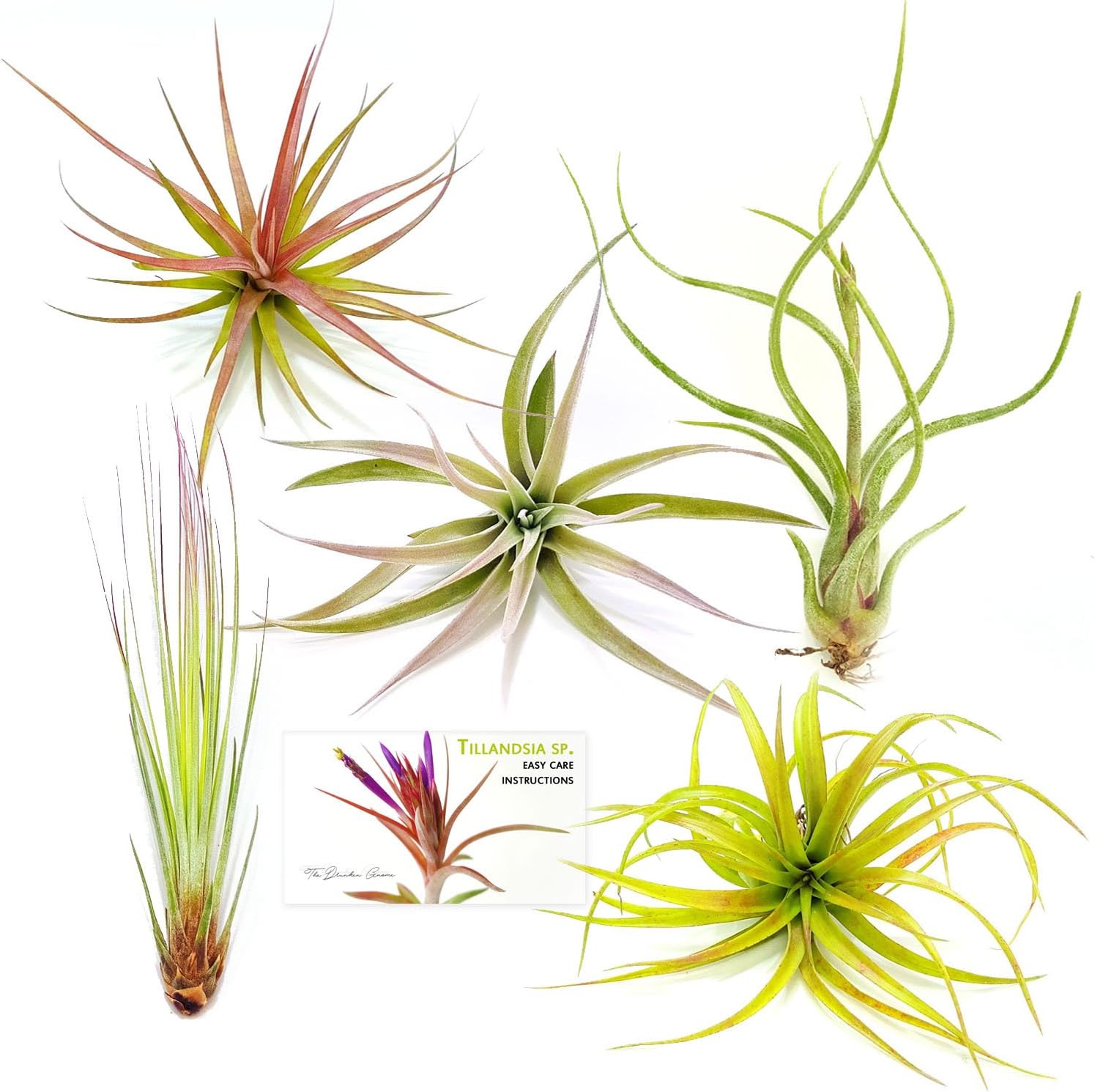 The Drunken Gnome TDG Assorted Tillandsia Air Plants, Pack of 5, Large