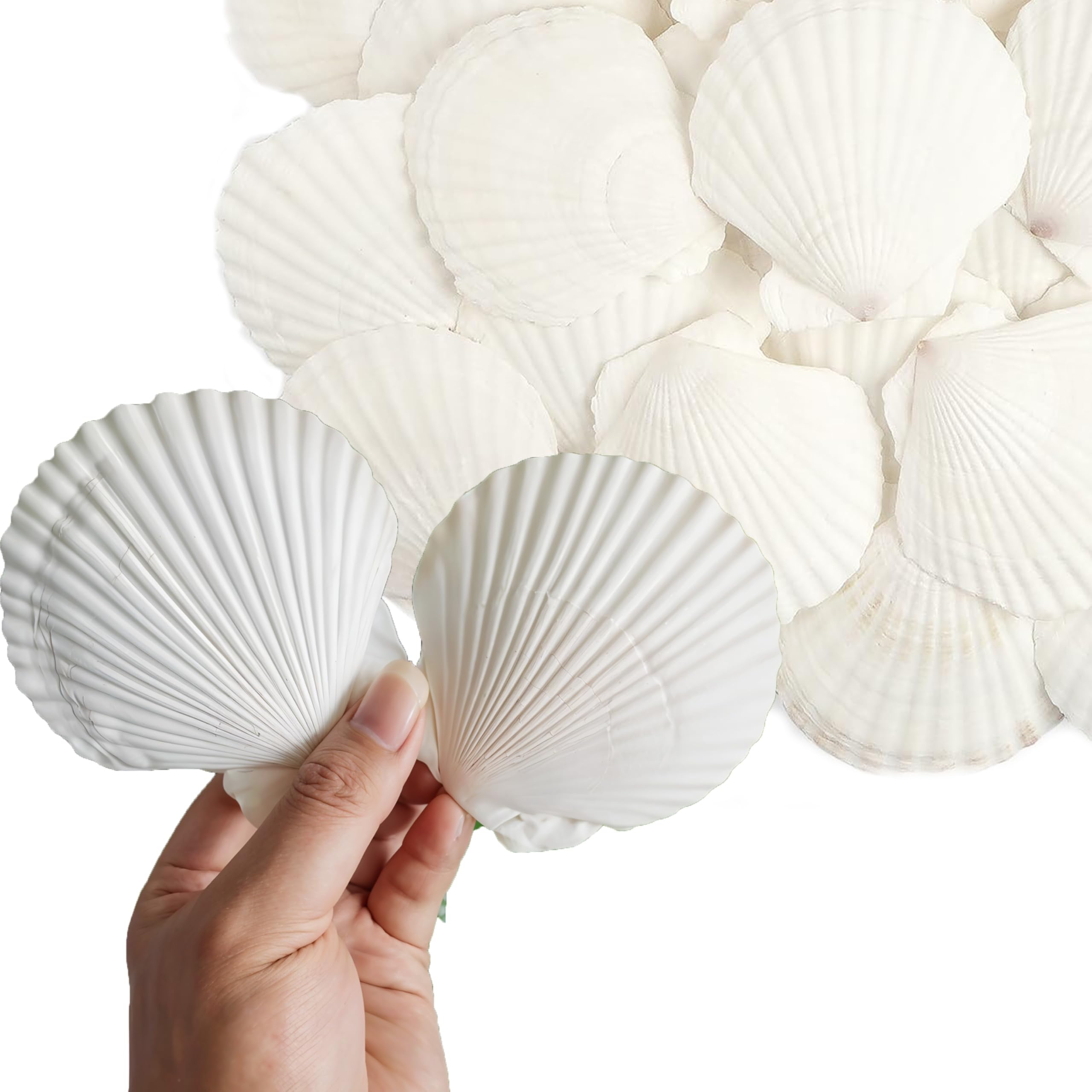 DasKid 16 PCS Natural White Sea Shells, 10–12CM – Large Scallop Seashells for DIY Crafts, Wedding & Beach Party Decor, Aquarium.
