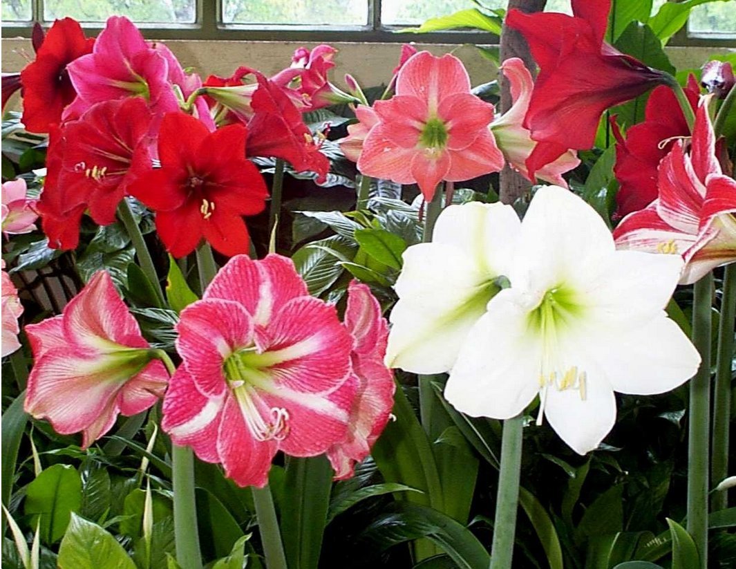 Daylily Nursery Holiday Bulk Amaryllis