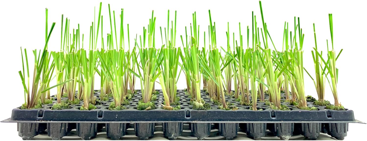 Pampas Grass | Cortaderia Selloana | 10 Live Plants | Flowering Ornamental Foliage