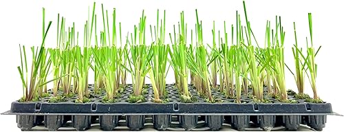 Hierba de las Pampas  Cortaderia Selloana  10 Plantas Vivas  Follaje Ornamental Floración