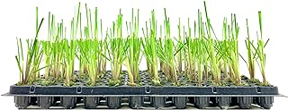 Pampas Grass | Cortaderia Selloana | 10 Live Plants | Flowering Ornamental Foliage