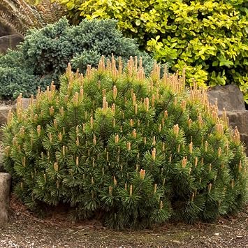 Pinus mugo pumilio Shrubby Swiss Pine, Dwarf Mugo Pine Tree Seeds, Cold Hardy, Evergreen Foliage, Seeds by MySeeds.Co, You Choose The Amount 0.25 oz