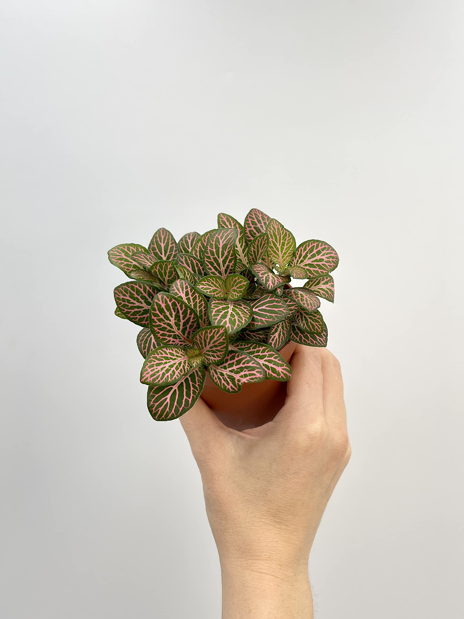 Fittonia, 8cm Pot, House Plant Gift,(Dark Pink)