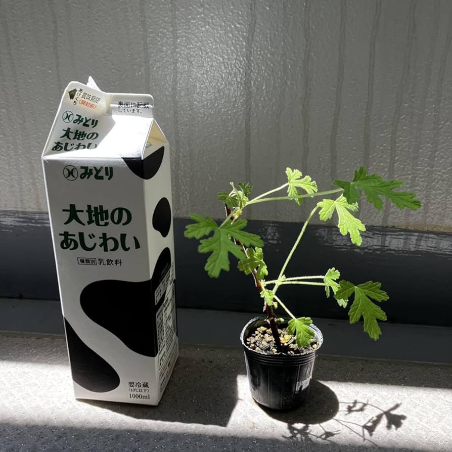 Amazon.co.jp: ローズゼラニウム＊ゼラニウム＊ゼラニューム