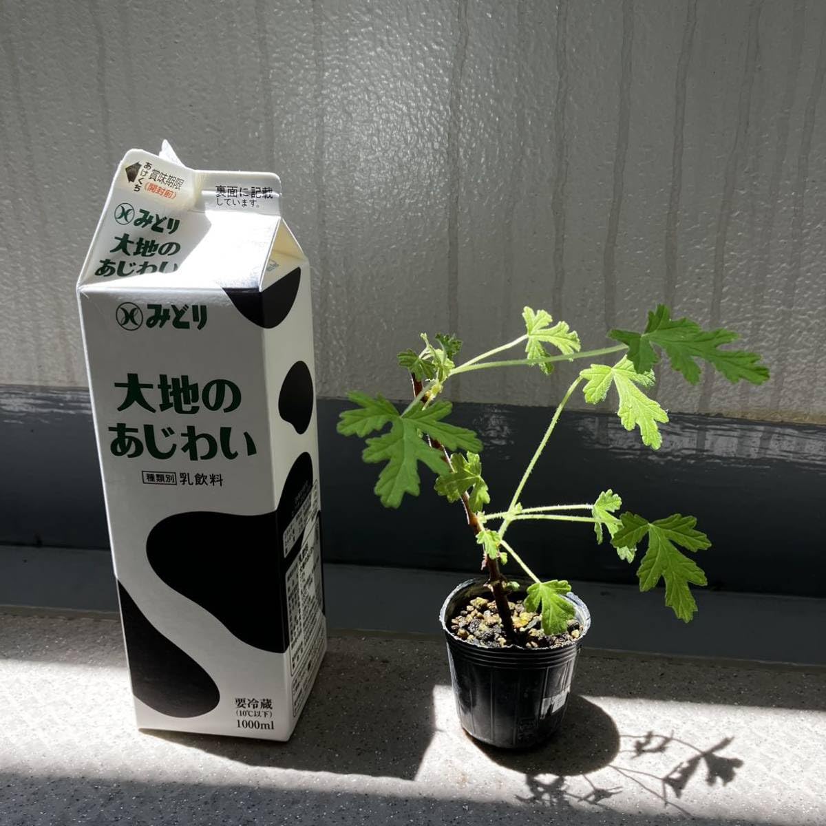 Amazon.co.jp: ローズゼラニウム＊ゼラニウム＊ゼラニューム ＊挿し木