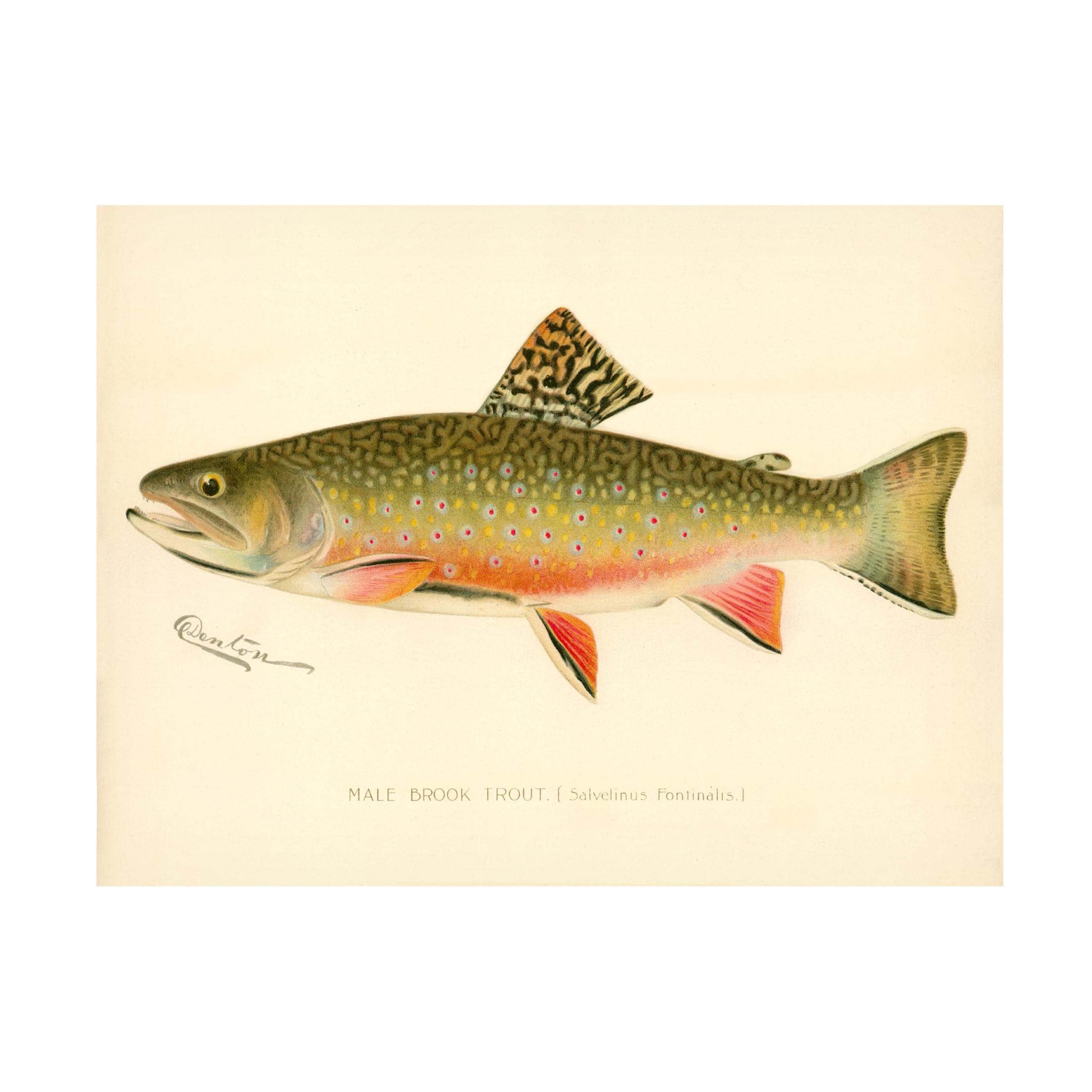Print Collection 'Male Brook Trout' Canvas