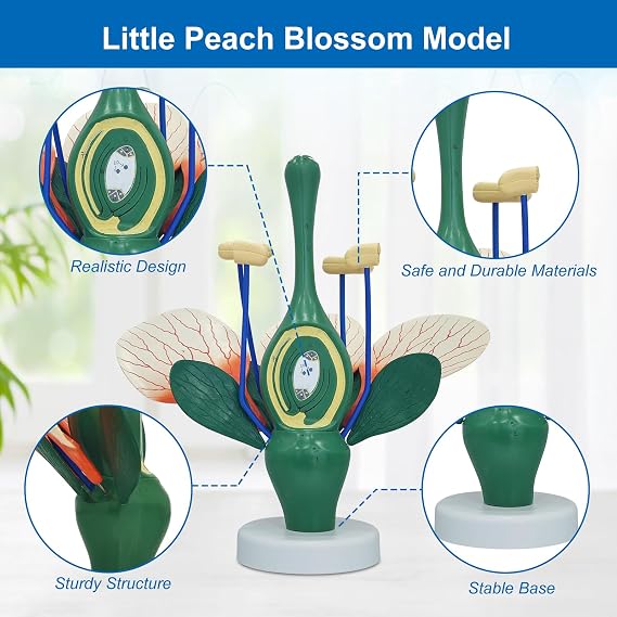 JNMFTD Dicot Flower Model,8X Enlarged Plant Anatomy Model Disassembled Peach Flower Buds Petals Leaves With Product Manual Card PVC Base for Lab Classroom Learning Study Educational Tool