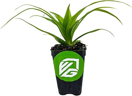 Miniatura 3 de Planta viva de piña de jade blanco  Ananas Comosus  Wellspring Gardens Starter Plant  Planta de piña ideal viva fácil de cultivar, ideal para