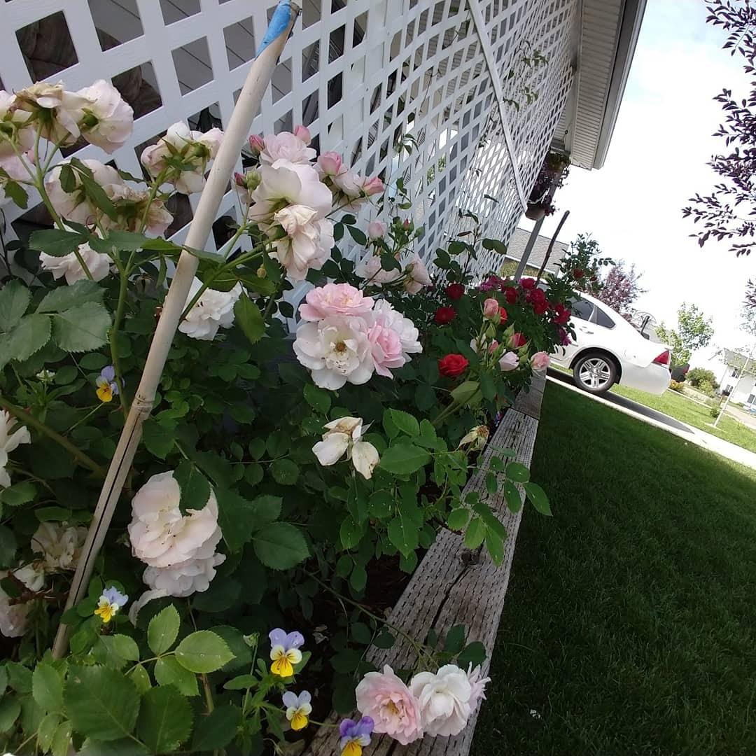 Wow.. the camera.. the build... The curves and color