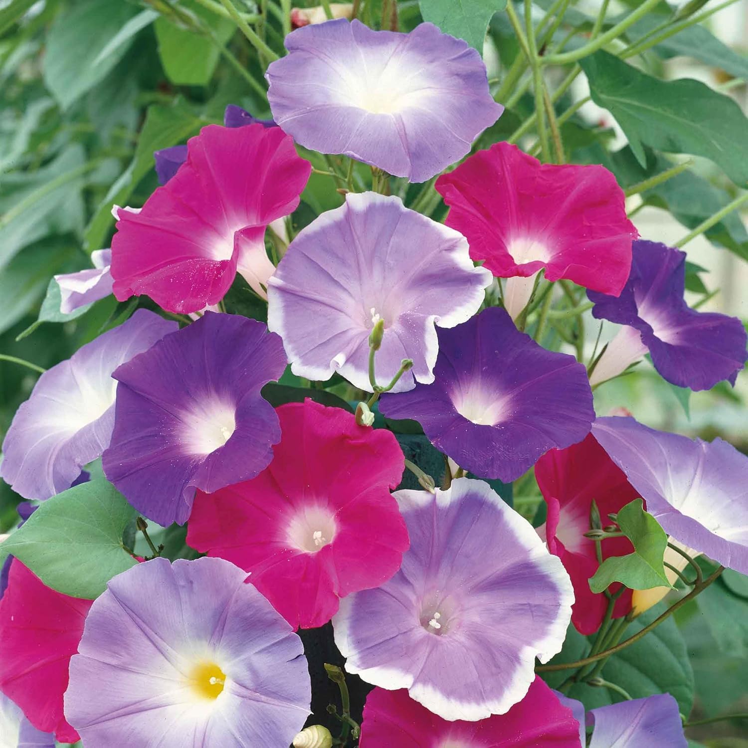 Eden Brothers Morning Glory Seeds - Scarlett Ohara, Non-GMO Seeds for Planting, 1/4 lb | Low-Maintenance Flower Seeds, Plant During Spring, Zones 1, 2, 3, 4, 5, 6, 7, 8, 9, 10
