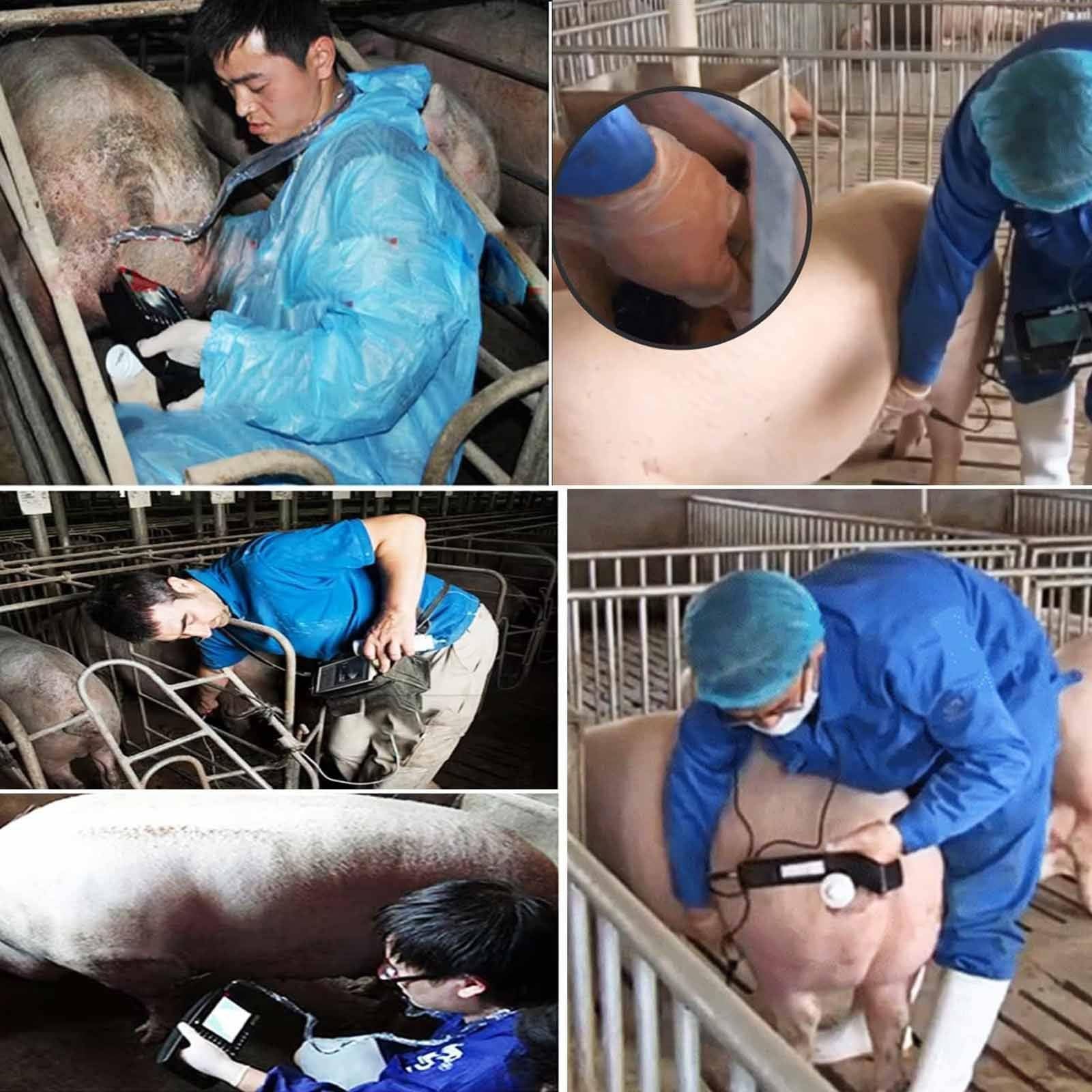 PixCy Machine à Ultrasons Vétérinaire,Testeur De Grossesse à Ultrasons B Vétérinaire,12 Types De Pseudo-Couleurs Haute Définition,avec Sonde 3,5 MHz,pour Détection Moutons,Cochons
