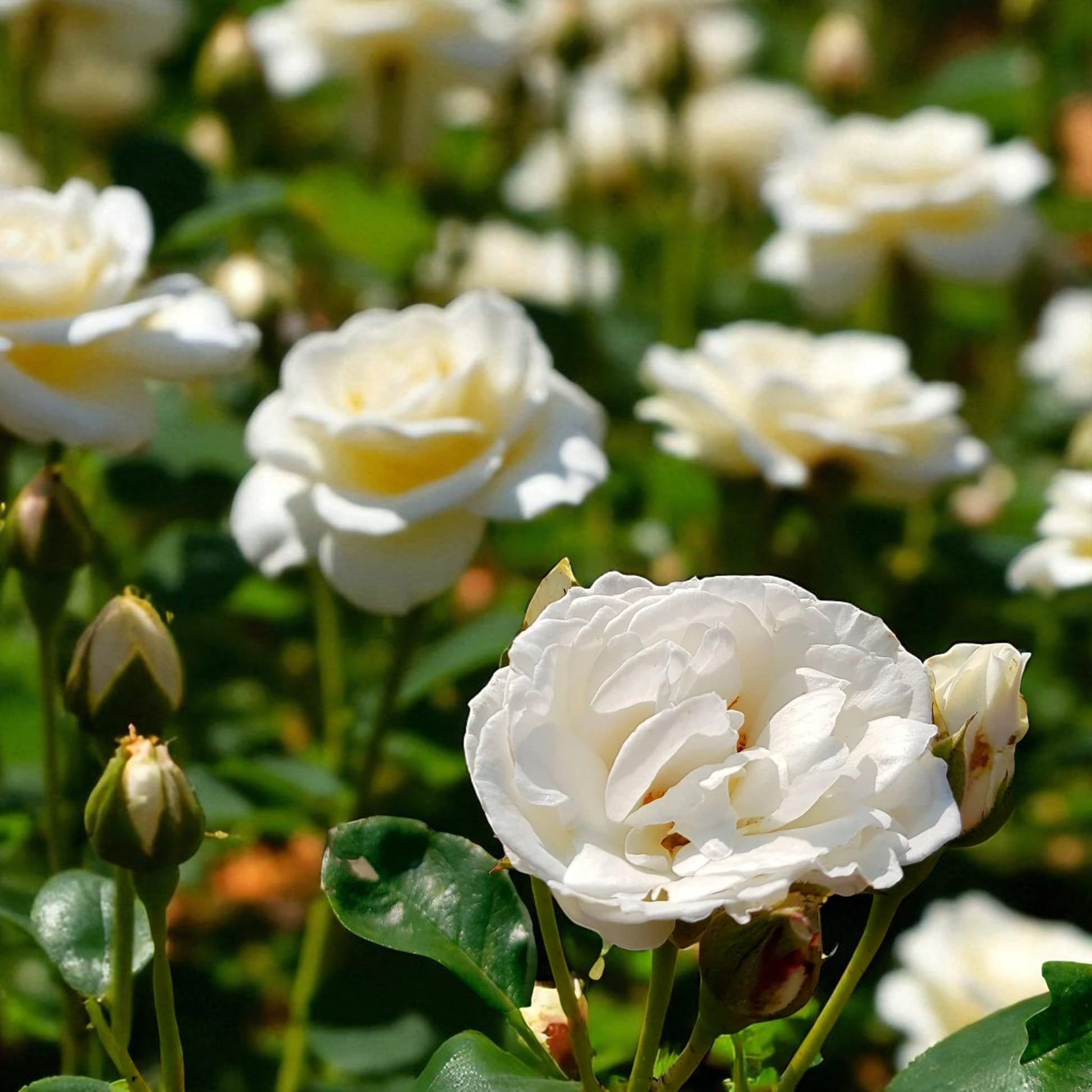 Carbeth Plants Kristal Rose in 3L Pot